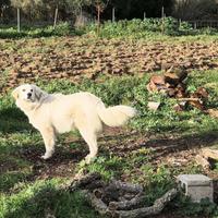 Cuccioli di Pastore Abruzzese
