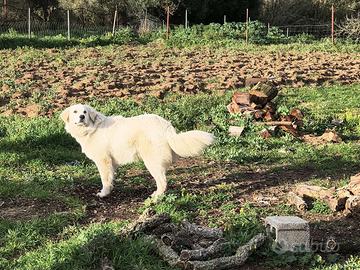 Cuccioli di Pastore Abruzzese
