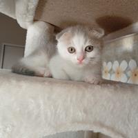 Scottish fold