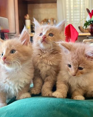 Maine Coon