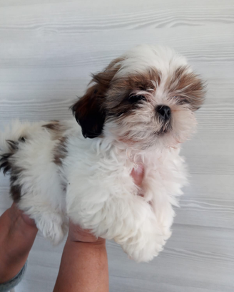 Shihtzu o Shitzu
