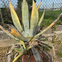 Piante di agave aloe