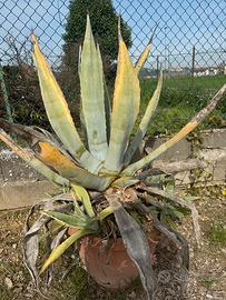 Piante di agave aloe