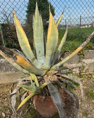 Piante di agave aloe