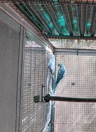 Parrocchetti dal collare