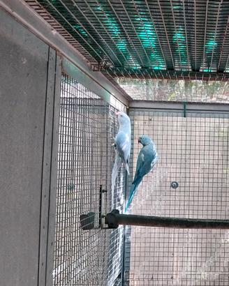 Parrocchetti dal collare