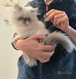persiana Blu Tortie Point