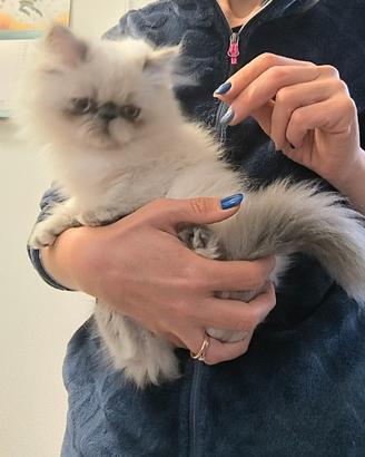 persiana Blu Tortie Point