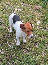 Jack Russell