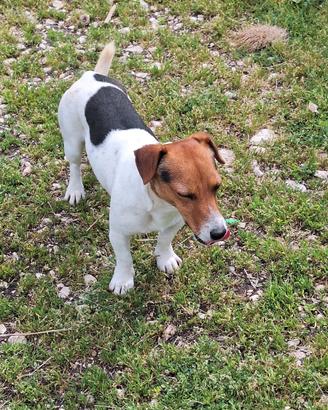 Jack Russell