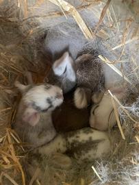 Coniglio ariete nano mini loop