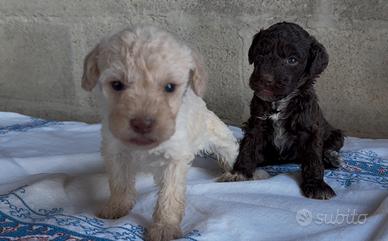 Cucciola lagotto romagnolo