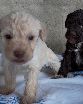 Cucciola lagotto romagnolo