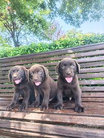Cuccioli di Labrador cioccolato