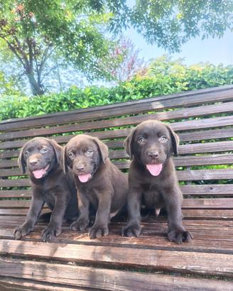 Cuccioli di Labrador cioccolato