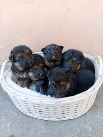 Cuccioli di Pastore Tedesco