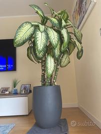 🌿 Elegante  pianta da salone con vaso design