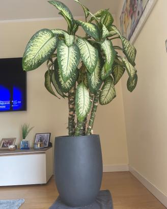 🌿 Elegante  pianta da salone con vaso design