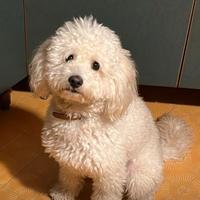 Barboncino maschio taglia media 18 mesi