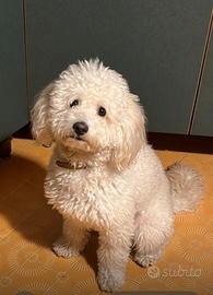 Barboncino maschio taglia media 18 mesi