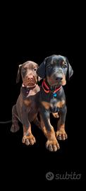 Dobermann Europeo cuccioli