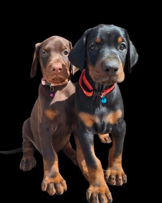 Dobermann Europeo cuccioli