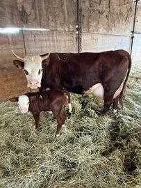 Vacche valdostane iscritte