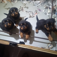 Rottweiler Cucciole 1°scelta di 60gg