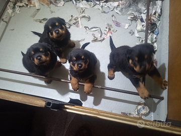 Rottweiler Cucciole 1°scelta di 60gg