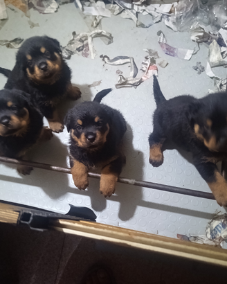 Rottweiler Cucciole 1°scelta di 60gg