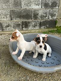 Cuccioli di jack russel