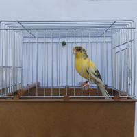 Canarine Timbrado Spagnolo