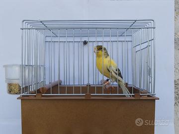 Canarine Timbrado Spagnolo