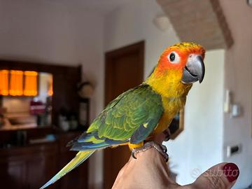 Conuro del sole domestico