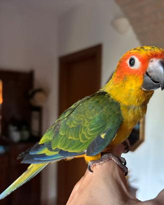 Conuro del sole domestico