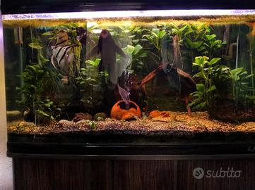 acquario lac R3100b