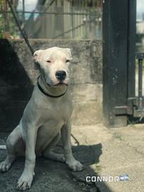 Dogo argentino
