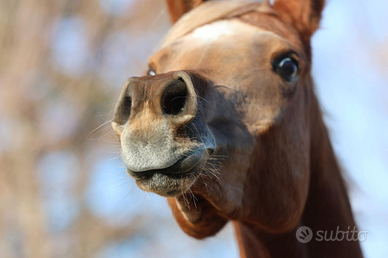 Purosangue araba 5 anni