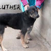 LUTHER in adozione
