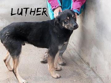 LUTHER in adozione