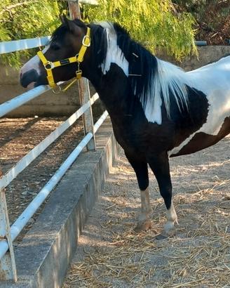 Pony Femminuccia