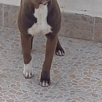 Ukc red nose