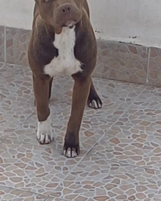 Ukc red nose