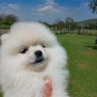 Spitz Pomerania Toy bianchi
