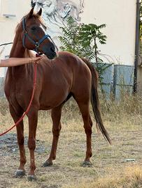 Cavallo