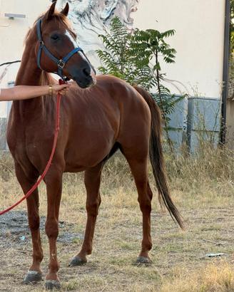 Cavallo