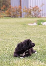 Cuccioli pastore australiano