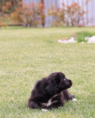 Cuccioli pastore australiano