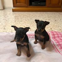 Cuccioli Pinscher Nano