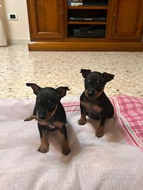 Cuccioli Pinscher Nano